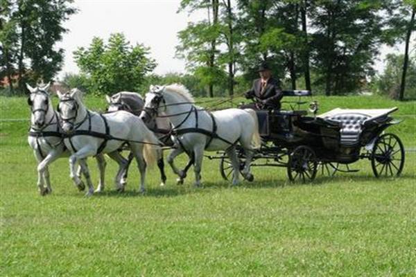 Đakovo pastuharna