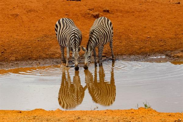 Kenija safari 5